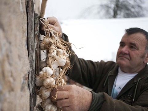 Garlic Protection